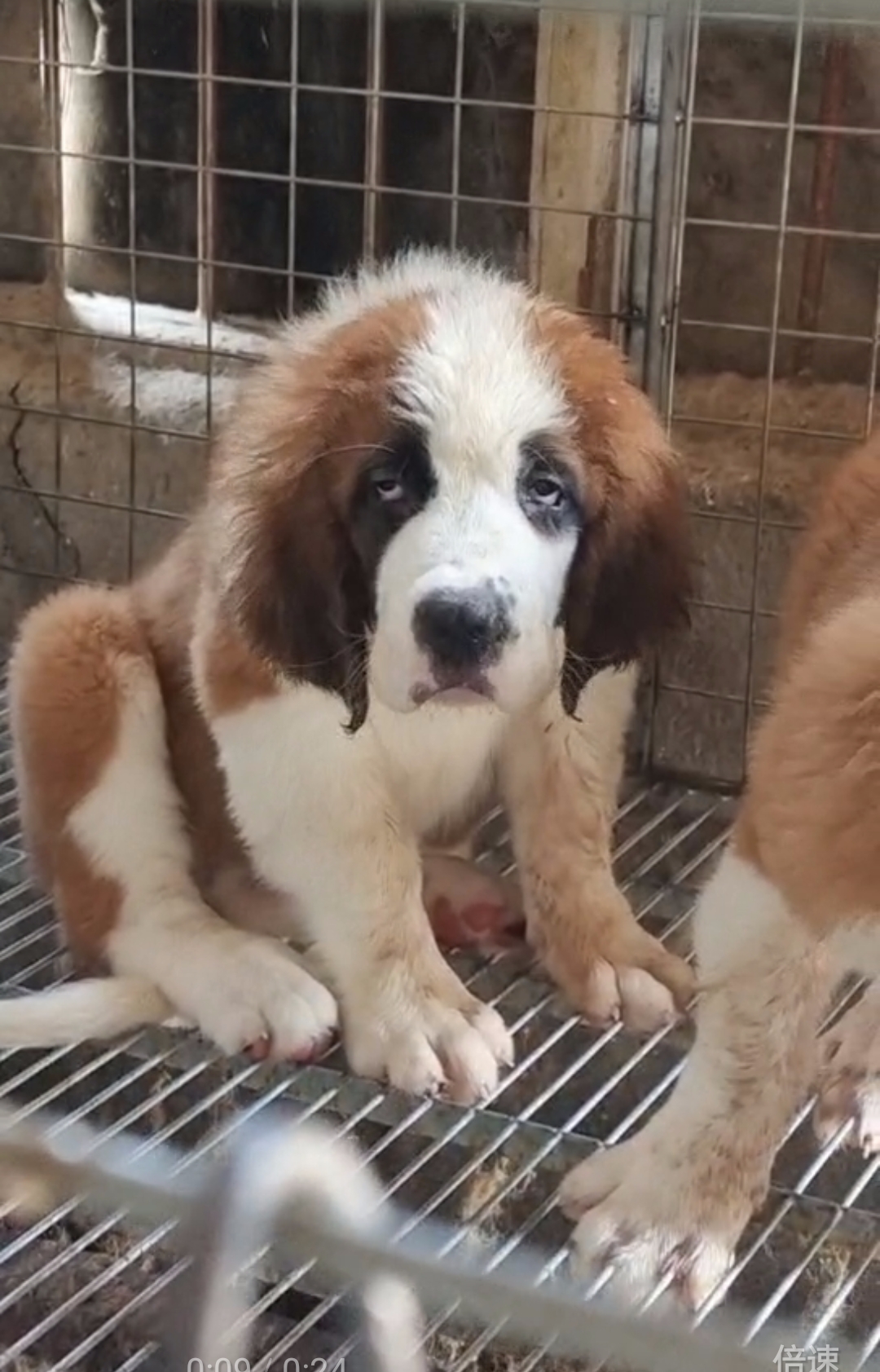 圣伯纳,瑞士名犬,属于大型犬种。性格非常温顺,粘人,带出去拉风。